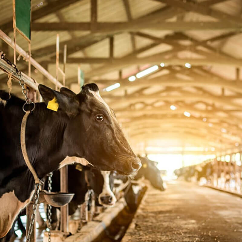 Services to farmers and Primary Dairy Co operatives